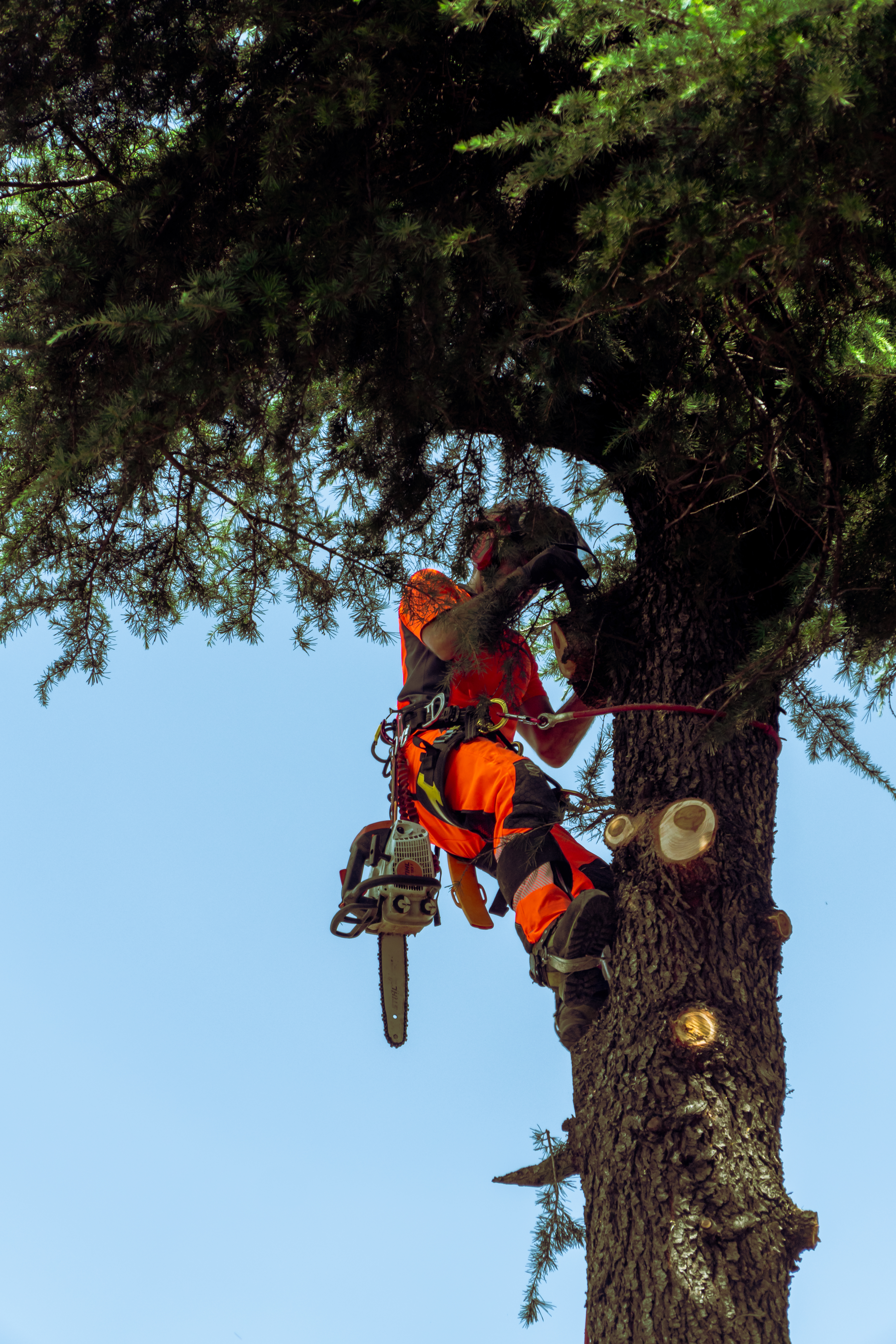Treeclimbing professionale su grandi alberature - TreeValle Lago di Garda